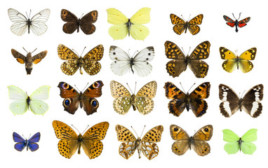 collage different butterfly species