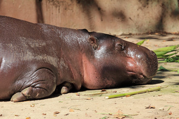 Hippopotamus sleeping