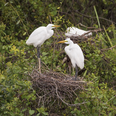 Pair of Great Egrets on Nest