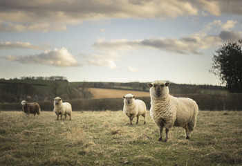 Sheep in Cotswold Landscape. Cheltenham, UK - obrazy, fototapety, plakaty