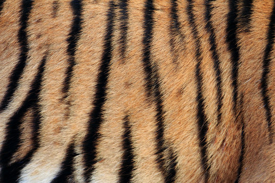 Real Tiger Texture