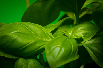 Green basil leaves close-up on the green background