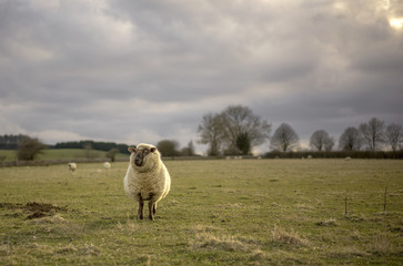 Pregnant Ewe. Spring. Sheep in Cotswold Landscape. Cheltenham, UK - obrazy, fototapety, plakaty