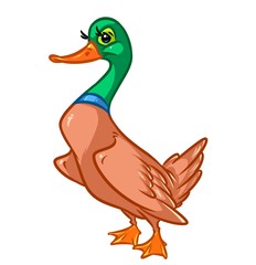 Duck drake cartoon illustration isolated image animal character