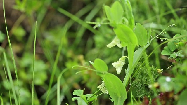 Cyprus vetch - Lathyrus ochrus on a rainy day and a green background