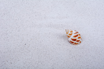 Sea shell on a sand background
