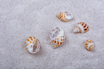 Sea shells on a sand background