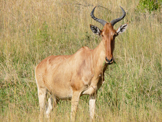 Naklejka na ściany i meble Wild hartebeest (kongoni) eating the grass of savannah