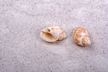 Fototapeta na wymiar Sea shells on a sand background
