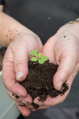 Female Gardener Holding Delicate Plant Shoots and Soil in Hands