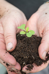 Lady Gardener Tenderly Cupping Seedling and Earth in Hands