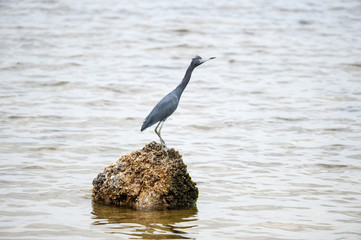 Little Blue Heron