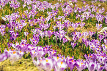 blooming violet crocuses in Tatra Mountains, spring flower
