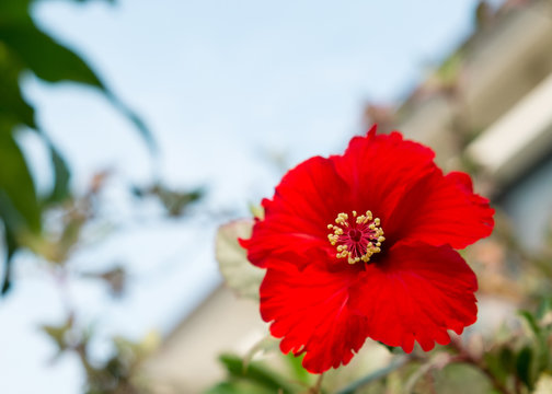 The red Hibiscus flower (Focus on pollen)