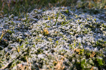 Frost on Grass at Dawn - Hoar frost in the morning, in the grass, with the first rays of the sun