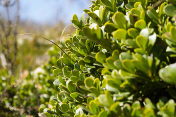 Bearberry Plant and leaves - Plant with medicinal properties. Bearberry leaves, bearberry, Arctostaphylos uva-ursi 