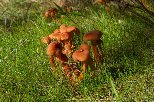 Colony of Mushrooms Laccaria Laccata -  Colony of mushrooms Laccaria laccata among the grass, in a pine forest 