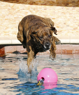 Brindle dog landing in the pool for her toy