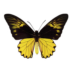 butterfly isolated white background