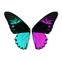 butterfly wing isolated white background