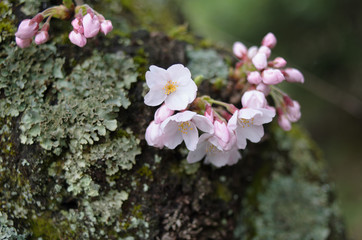 樹の幹から咲く桜の花