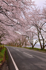 Fototapeta premium 滋賀・海津大崎の桜