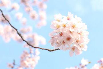 Japanese cherry blossom full bloom in blue sky #2