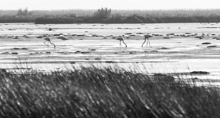 Flamants roses en noir et blanc
