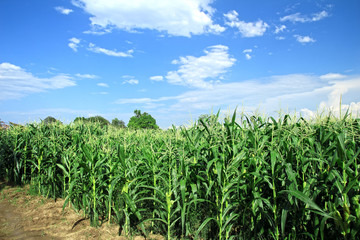Fototapeta na wymiar corn field, corn on the cob
