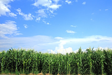 Obraz premium corn field, corn on the cob