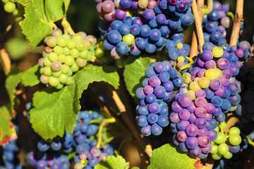 Red pinot noir wine grapes gowing hanging from vine Burgundy vineyard France french wine grape photo