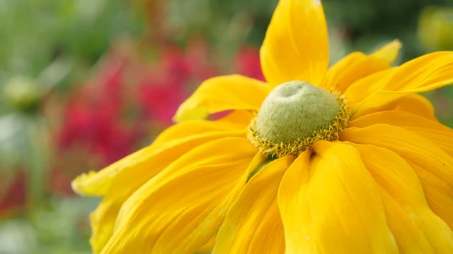 Orange petal Rudbeckia hirta Irish Spring flower 4K 3840X2160 UltraHD footage - Rudbeckia hirta Irish eyes beautiful orange and yellow plant 4K 2160p UHD video 