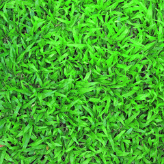 green grass