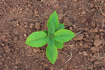 green plant on the ground