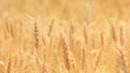 harvest growing in a wheat farm field
