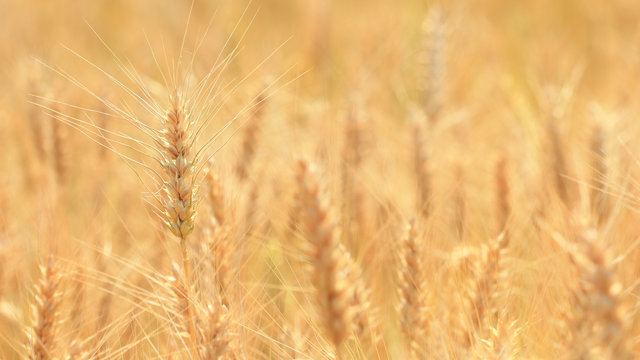 harvest growing in a wheat farm field © phaitoon