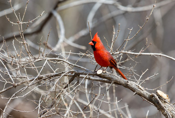 The male Northern Cardinal is a perfect combination of familiarity, conspicuousness, and style: a shade of red you can’t take your eyes off.