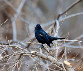 Red Winged Blackbird. The red shoulder patches of the male, hidden under body feathers much of the time, are brilliantly displayed when he is singing. Outside the nesting season they flock together.