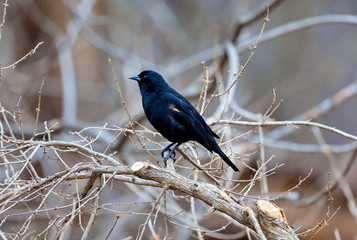 Red Winged Blackbird. The red shoulder patches of the male, hidden under body feathers much of the time, are brilliantly displayed when he is singing. Outside the nesting season they flock together.