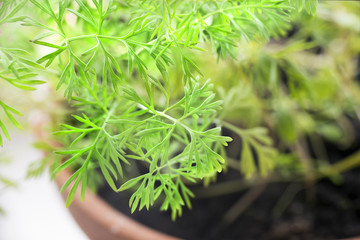 Fototapeta premium Young Dill sprouts in a pot