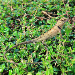 Lizard in the wild