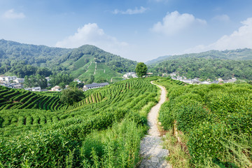Fototapeta na wymiar Green tea plantation in the spring season