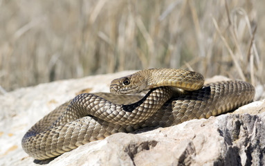 Masticophis flagellum is a species of nonvenomous colubrid snake