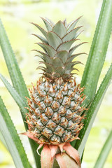 Bromeliad plants or pineapple