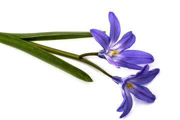 Violet flowers of Chionodoxa luciliae, Glory of the snow, isolat