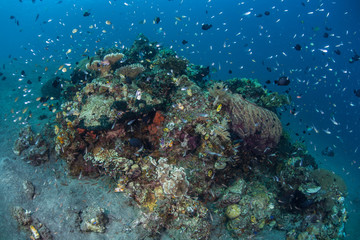 Fish Surrounding Coral Bommie in Indonesia