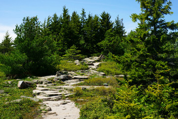 Fototapeta premium Steep stony trail through the green fir forest in a bright sunlight.