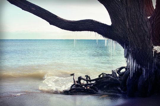 Icicles hang from a tree on the beach