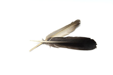 Brown Feather isolated on white background