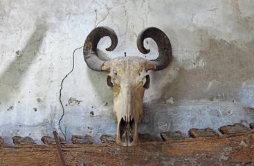 Buffalo skull on old wall